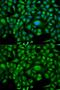 Heat Shock Protein Family A (Hsp70) Member 1 Like antibody, GTX54093, GeneTex, Immunofluorescence image 