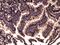 Tripartite motif-containing protein 5 antibody, GTX47603, GeneTex, Immunohistochemistry paraffin image 