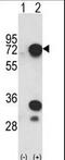Heterogeneous Nuclear Ribonucleoprotein L antibody, LS-C164965, Lifespan Biosciences, Western Blot image 
