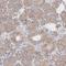 Protocadherin-11 antibody, HPA000432, Atlas Antibodies, Immunohistochemistry frozen image 