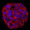Taxilin Alpha antibody, AF5575, R&D Systems, Immunocytochemistry image 