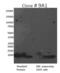 Epidermal Growth Factor antibody, M807, Invitrogen Antibodies, Western Blot image 