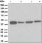 Autophagy Related 4A Cysteine Peptidase antibody, GTX62753, GeneTex, Western Blot image 