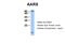 Alanyl-TRNA Synthetase antibody, 29-276, ProSci, Western Blot image 