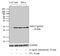 Heat Shock Protein Family B (Small) Member 1 antibody, PA1-005, Invitrogen Antibodies, Western Blot image 