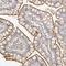 Zinc Finger Protein 789 antibody, HPA029500, Atlas Antibodies, Immunohistochemistry frozen image 