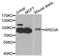 AT-Rich Interaction Domain 3A antibody, orb373682, Biorbyt, Western Blot image 