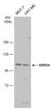 WD Repeat Domain 24 antibody, GTX133576, GeneTex, Western Blot image 