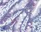 Caspase 6 antibody, LS-B2679, Lifespan Biosciences, Immunohistochemistry frozen image 