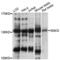 Structural Maintenance Of Chromosomes 5 antibody, LS-C332049, Lifespan Biosciences, Western Blot image 