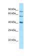 Sulfatase Modifying Factor 1 antibody, orb331269, Biorbyt, Western Blot image 