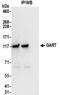 Phosphoribosylglycinamide Formyltransferase, Phosphoribosylglycinamide Synthetase, Phosphoribosylaminoimidazole Synthetase antibody, NBP2-32206, Novus Biologicals, Immunoprecipitation image 