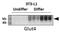 Solute Carrier Family 2 Member 4 antibody, NBP1-49533, Novus Biologicals, Western Blot image 