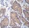 Carbonic Anhydrase 1 antibody, LS-C168231, Lifespan Biosciences, Immunohistochemistry paraffin image 