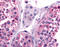 Cell Division Cycle 7 antibody, TA341015, Origene, Immunohistochemistry paraffin image 