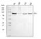 Ribonucleotide Reductase Catalytic Subunit M1 antibody, A01764-2, Boster Biological Technology, Western Blot image 