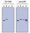 p38 antibody, 33-1300, Invitrogen Antibodies, Western Blot image 