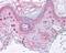 BMP2 Inducible Kinase antibody, 49-644, ProSci, Immunohistochemistry paraffin image 