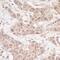 Four and a half LIM domains protein 2 antibody, A300-333A, Bethyl Labs, Immunohistochemistry frozen image 