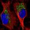G-Rich RNA Sequence Binding Factor 1 antibody, NBP2-38341, Novus Biologicals, Immunofluorescence image 