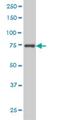 Mediator Complex Subunit 17 antibody, H00009440-M01, Novus Biologicals, Western Blot image 