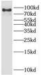 SMAD Specific E3 Ubiquitin Protein Ligase 1 antibody, FNab08046, FineTest, Western Blot image 