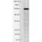 Potassium Voltage-Gated Channel Subfamily Q Member 1 antibody, 11510, QED Bioscience, Western Blot image 