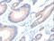 AADACL2 antibody, LS-C404400, Lifespan Biosciences, Immunohistochemistry paraffin image 