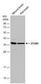 OTU Deubiquitinase, Ubiquitin Aldehyde Binding 1 antibody, PA5-78621, Invitrogen Antibodies, Western Blot image 