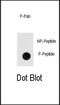 ANTXR Cell Adhesion Molecule 1 antibody, PA5-12976, Invitrogen Antibodies, Dot Blot image 