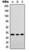 Forkhead Box D3 antibody, orb256539, Biorbyt, Western Blot image 