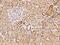 Ubiquilin 1 antibody, 207415-T08, Sino Biological, Immunohistochemistry paraffin image 