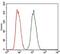 cAMP-dependent protein kinase catalytic subunit gamma antibody, MA5-17158, Invitrogen Antibodies, Flow Cytometry image 