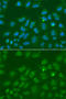 Origin Recognition Complex Subunit 6 antibody, STJ110273, St John