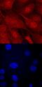 Karyopherin Subunit Alpha 2 antibody, MAB62071, R&D Systems, Immunocytochemistry image 