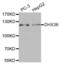 DEAH-Box Helicase 36 antibody, abx003983, Abbexa, Western Blot image 