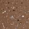 Acyl-CoA Thioesterase 7 antibody, NBP1-89278, Novus Biologicals, Immunohistochemistry frozen image 