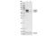 Lamin A/C antibody, 2032S, Cell Signaling Technology, Western Blot image 