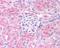 Egl-9 Family Hypoxia Inducible Factor 1 antibody, PA1-16946, Invitrogen Antibodies, Immunohistochemistry frozen image 