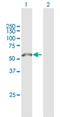 LDL Receptor Related Protein 11 antibody, H00084918-B01P, Novus Biologicals, Western Blot image 