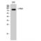 MYB Proto-Oncogene, Transcription Factor antibody, LS-C382783, Lifespan Biosciences, Western Blot image 