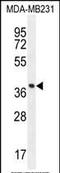 Forkhead Box A2 antibody, PA5-35033, Invitrogen Antibodies, Western Blot image 