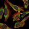 Nfl antibody, NBP2-37525, Novus Biologicals, Immunofluorescence image 