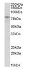 Tripartite Motif Containing 2 antibody, orb125161, Biorbyt, Western Blot image 