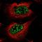Deleted In Primary Ciliary Dyskinesia Homolog (Mouse) antibody, NBP2-38312, Novus Biologicals, Immunofluorescence image 