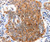 Cullin 3 antibody, A3168, ABclonal Technology, Immunohistochemistry paraffin image 