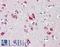 Hexosaminidase Subunit Beta antibody, LS-B8401, Lifespan Biosciences, Immunohistochemistry paraffin image 