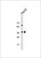 E2F Transcription Factor 5 antibody, 63-739, ProSci, Western Blot image 