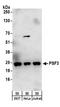 GINS Complex Subunit 3 antibody, A304-124A, Bethyl Labs, Western Blot image 