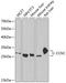 Cyclin C antibody, 22-301, ProSci, Western Blot image 